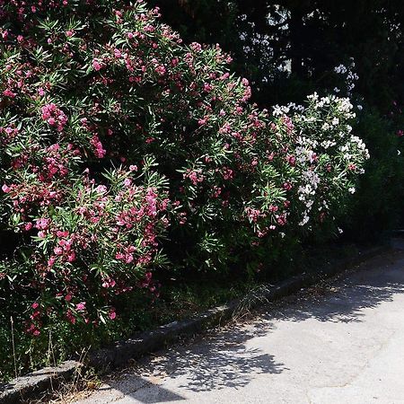 Apartment Garden Котор Екстериор снимка